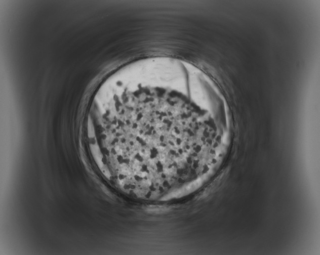 X0000082960145200703020220