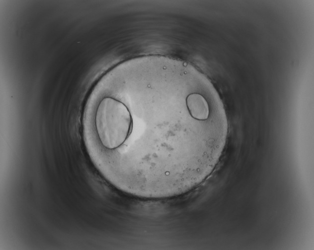 X0000082960146200703020220