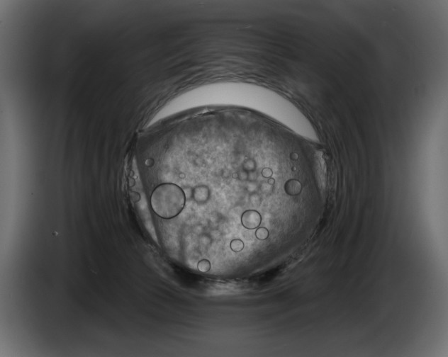 X0000082960177200703020220