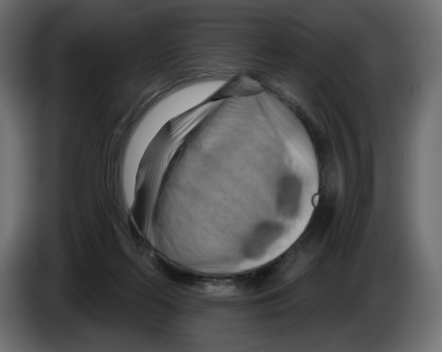 X0000082960214200703020219