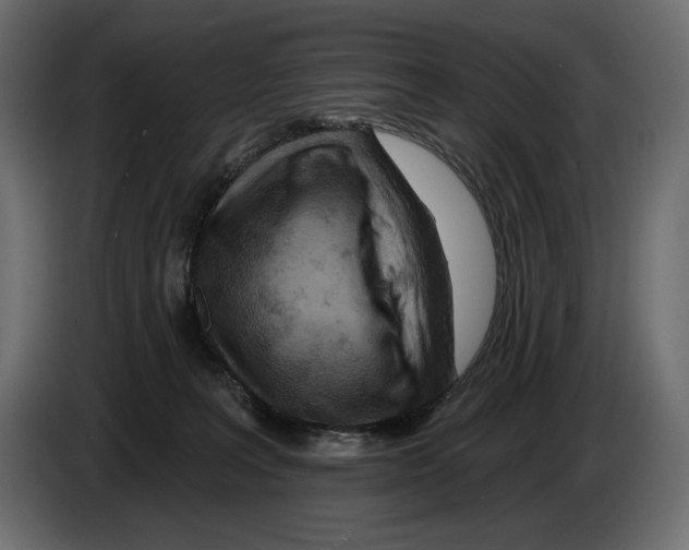 X0000082960227200703020219