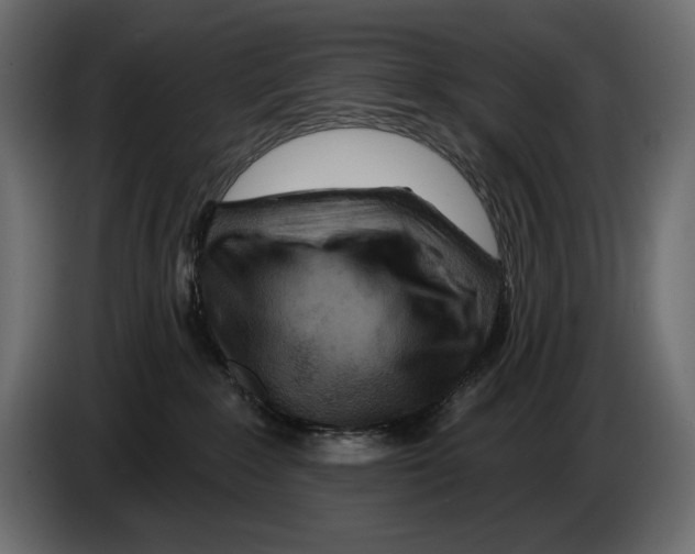 X0000082960235200703020219