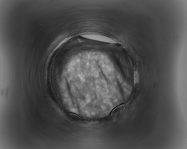 X0000082960243200703020218