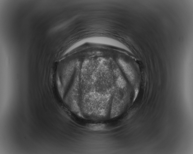 X0000082960266200703020219