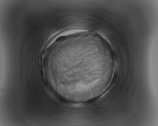 X0000082960301200703020218