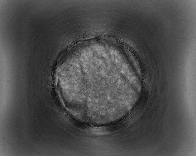 X0000082960314200703020218