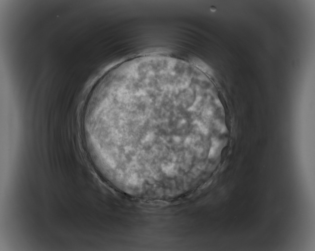 X0000082960337200703020217