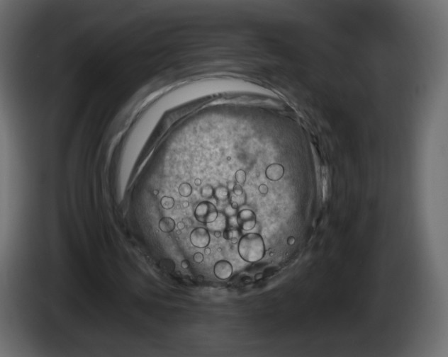 X0000082960339200703020217