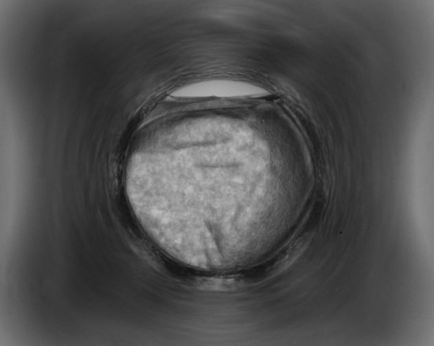 X0000082960366200703020217