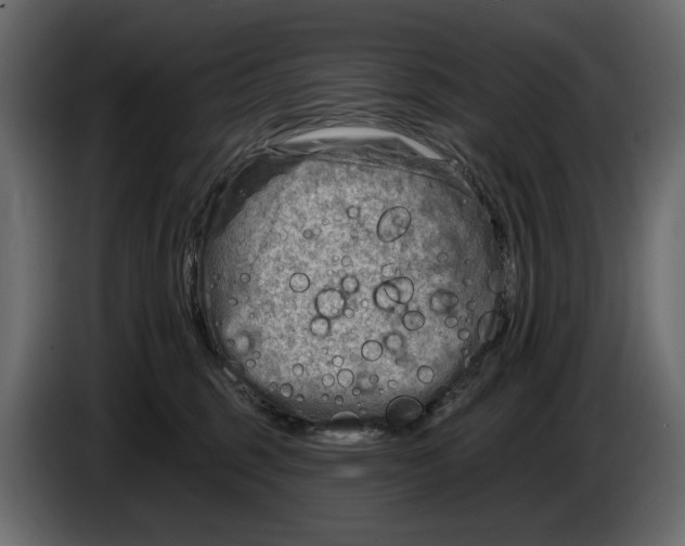 X0000082960375200703020217