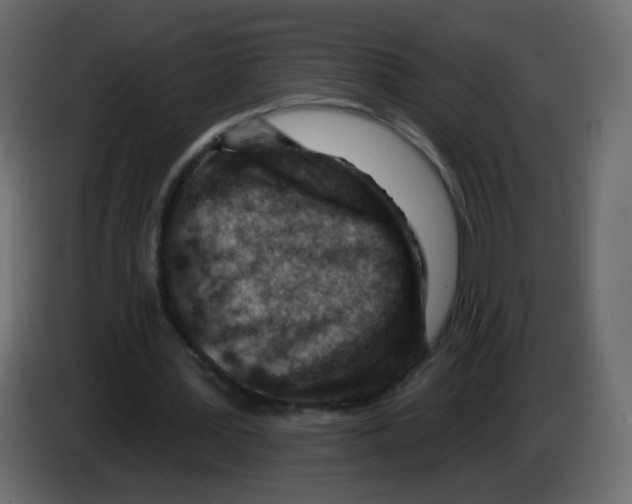 X0000082960387200703020217