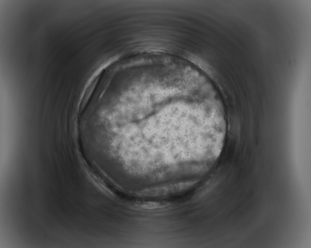 X0000082960390200703020217