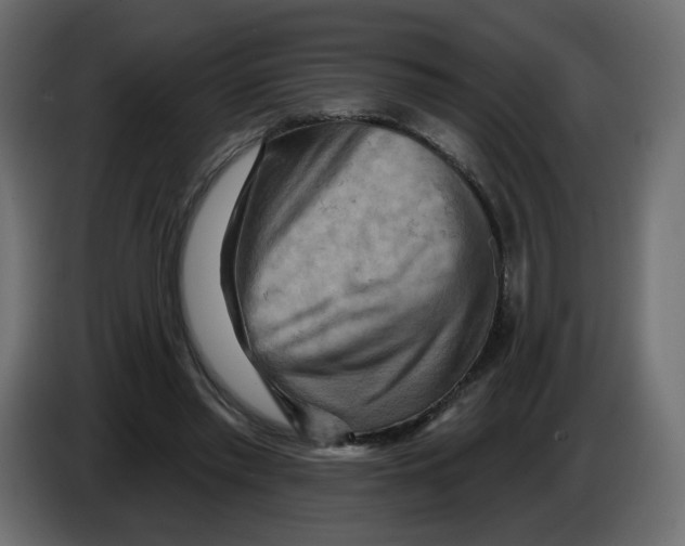 X0000082960397200703020217