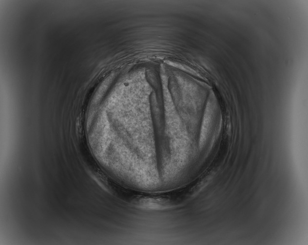 X0000082960408200703020217