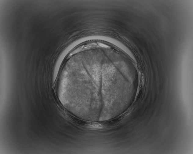 X0000082960409200703020217