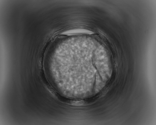 X0000082960410200703020217