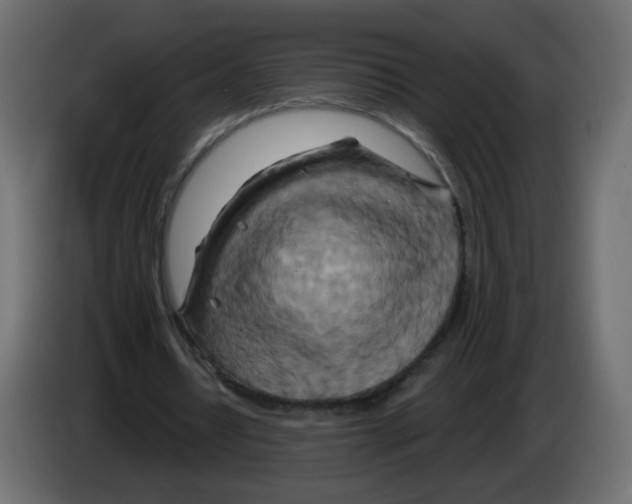 X0000082960434200703020216