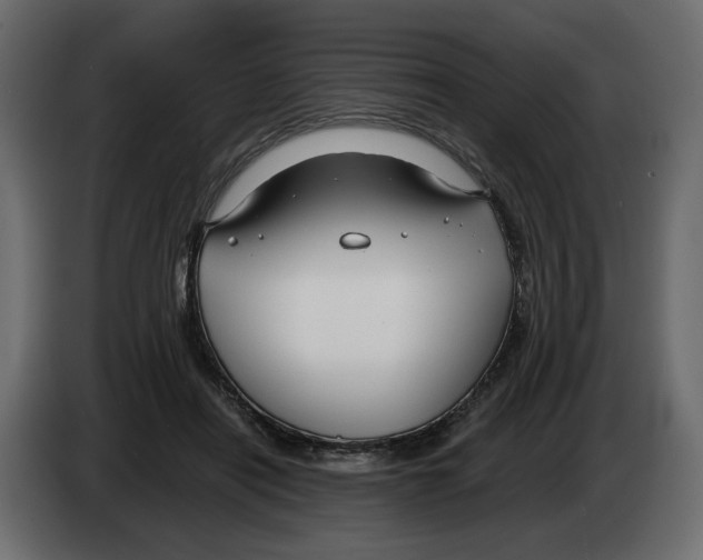 X0000082960454200703020216