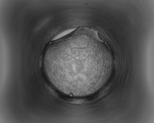 X0000082960458200703020216