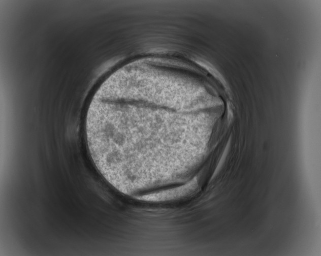 X0000082960483200703020216