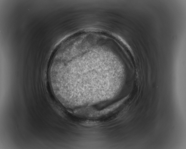 X0000082960487200703020215