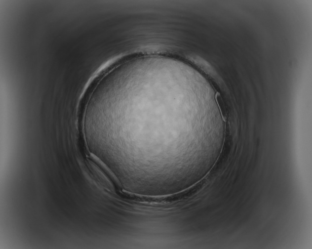 X0000082960488200703020215