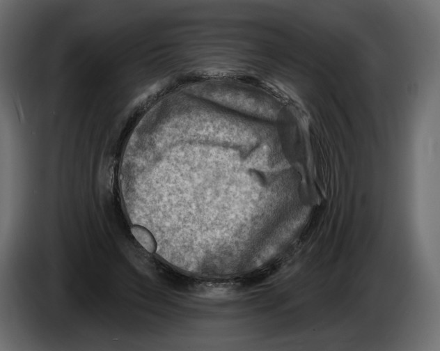 X0000082960495200703020215