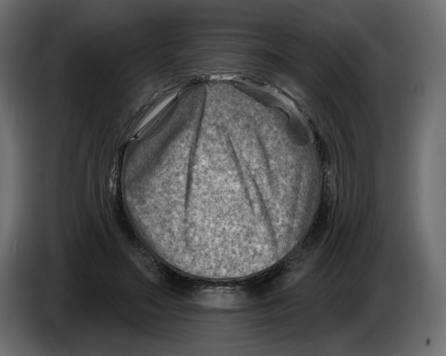 X0000082960499200703020215