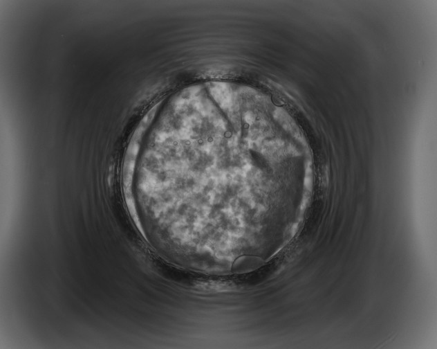 X0000082960503200703020215