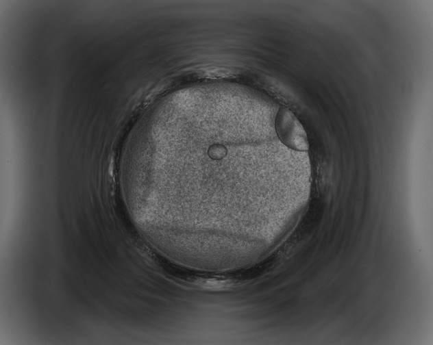 X0000082960506200703020215