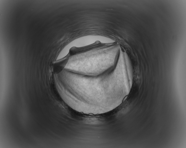 X0000082960523200703020215