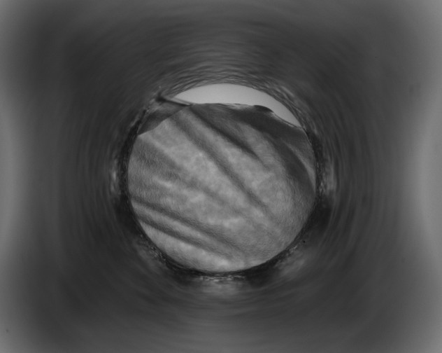 X0000082960524200703020215