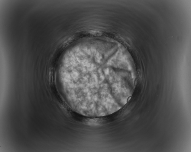 X0000082960527200703020215