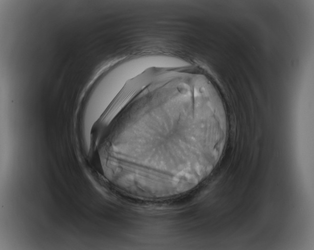 X0000082960626200703020213