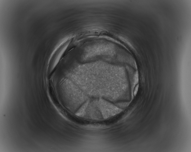 X0000082960630200703020213