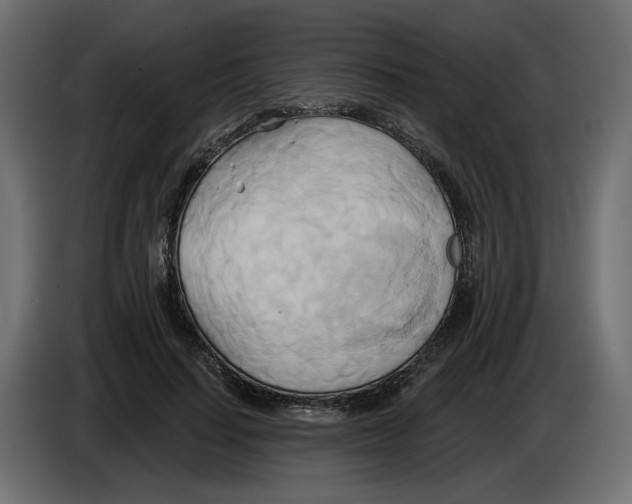 X0000082960644200703020213