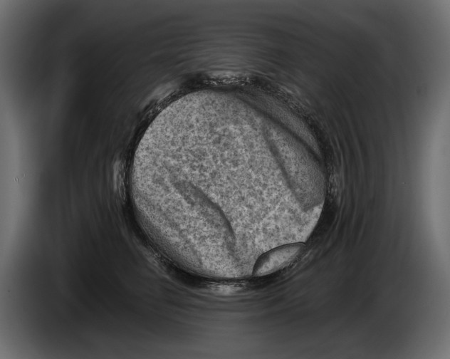 X0000082960662200703020213