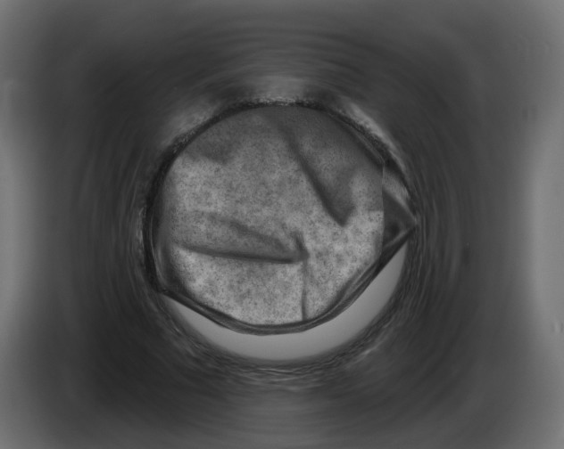 X0000082960681200703020213