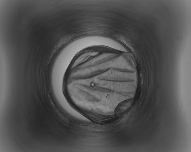 X0000082960685200703020213