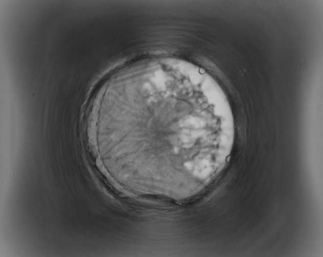 X0000082960721200703020211