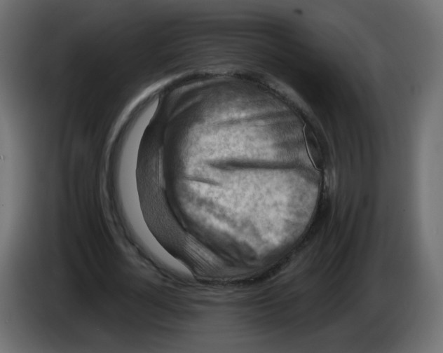 X0000082960724200703020212