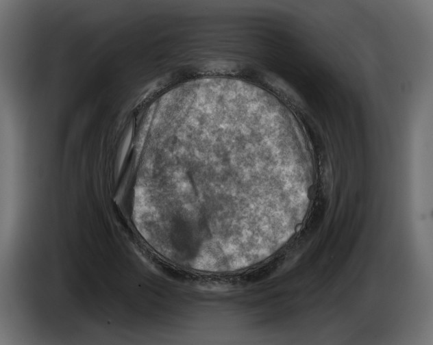 X0000082960729200703020212