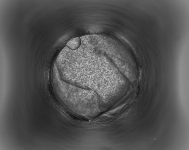 X0000082960733200703020212