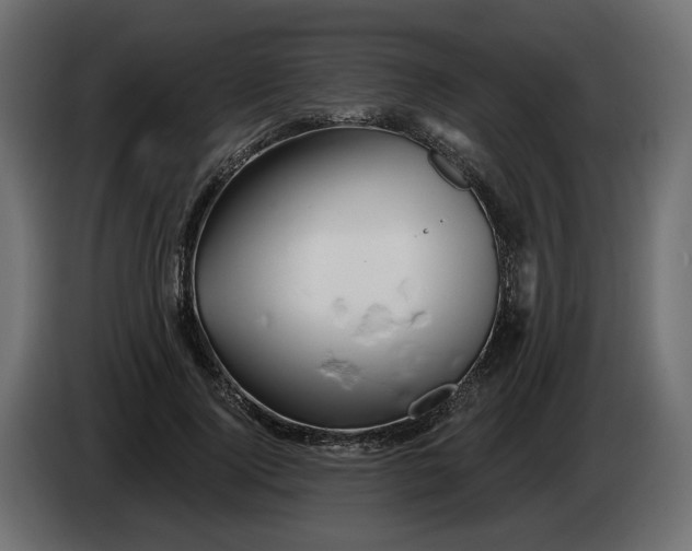 X0000082960740200703020212