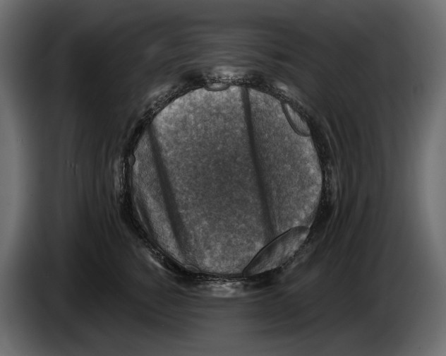 X0000082960760200703020212