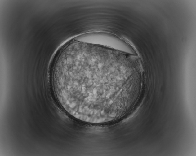 X0000082960779200703020211