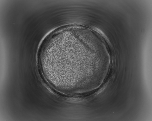 X0000082960780200703020211