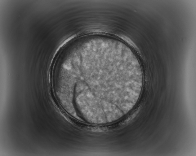 X0000082960790200703020211