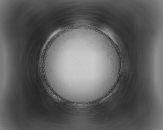 X0000082960832200703020210