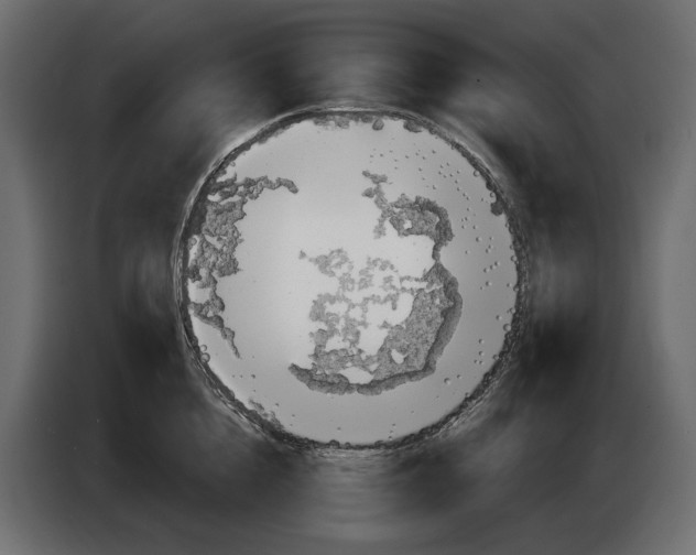 X0000082960856200703020211